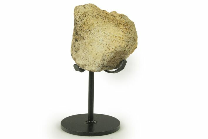 Fossil Triceratops Limb Section w/ Metal Stand - South Dakota #383113